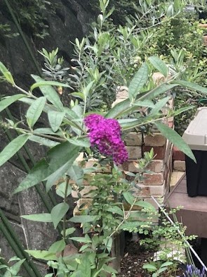 ブッドレア　挿し木　開花
