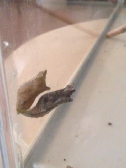 アゲハチョウの蛹