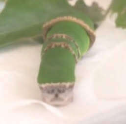 アゲハチョウの幼虫
