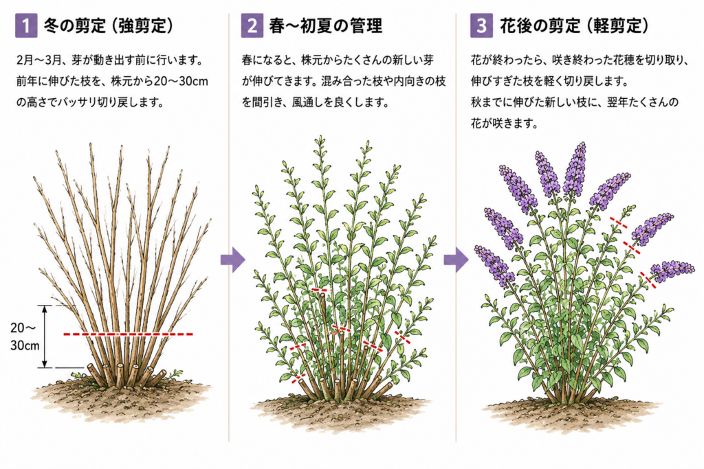 ブッドレア　剪定
