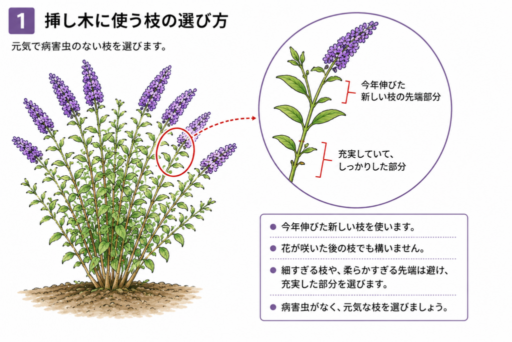 ブッドレア　挿し木