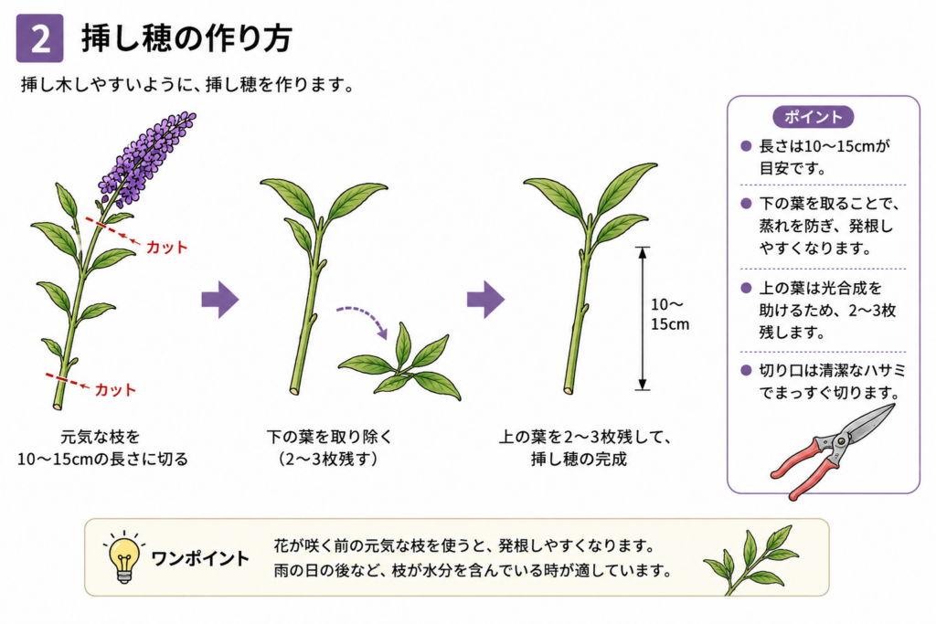 ブッドレア　挿し木
