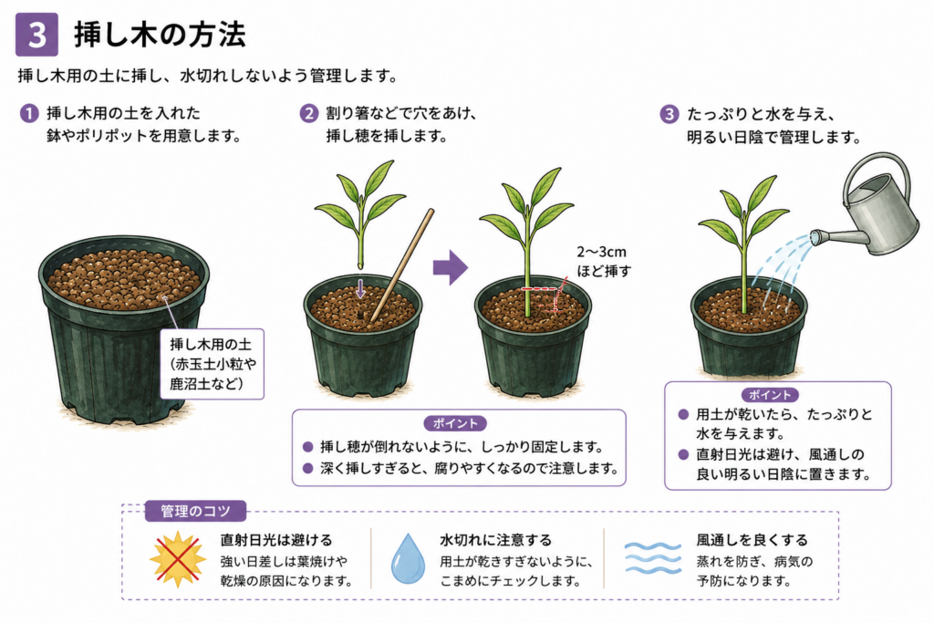 ブッドレア　挿し木