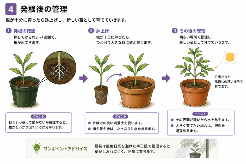 ブッドレア　挿し木