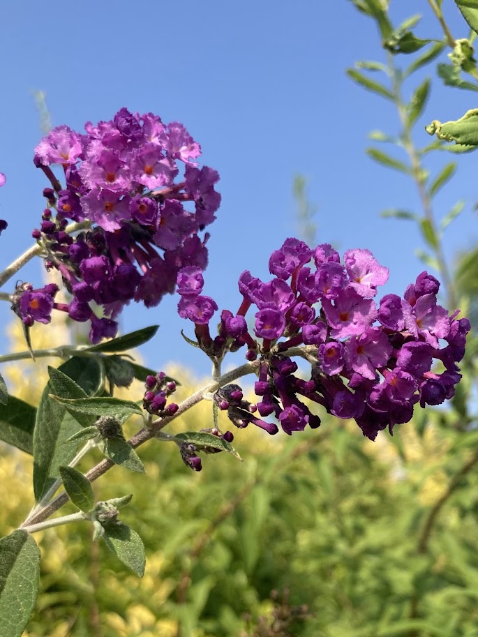 ブッドレア　開花