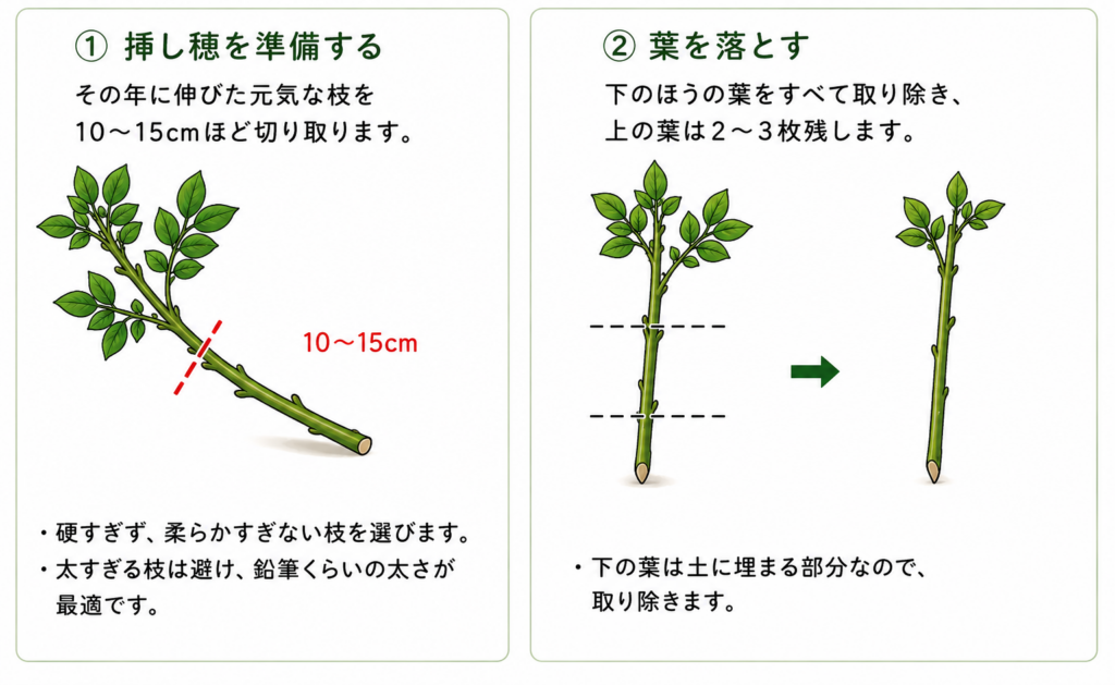 モッコウバラの挿し木のやり方