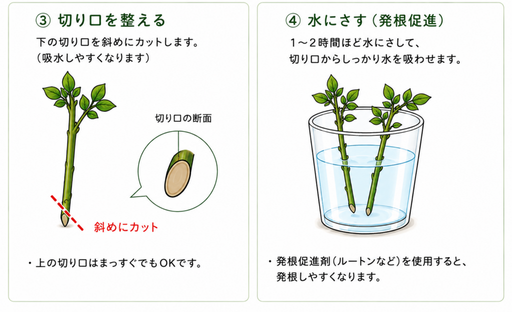 モッコウバラの挿し木のやり方
