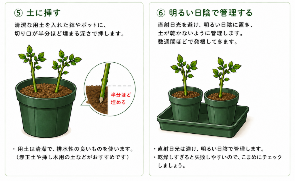 モッコウバラの挿し木のやり方