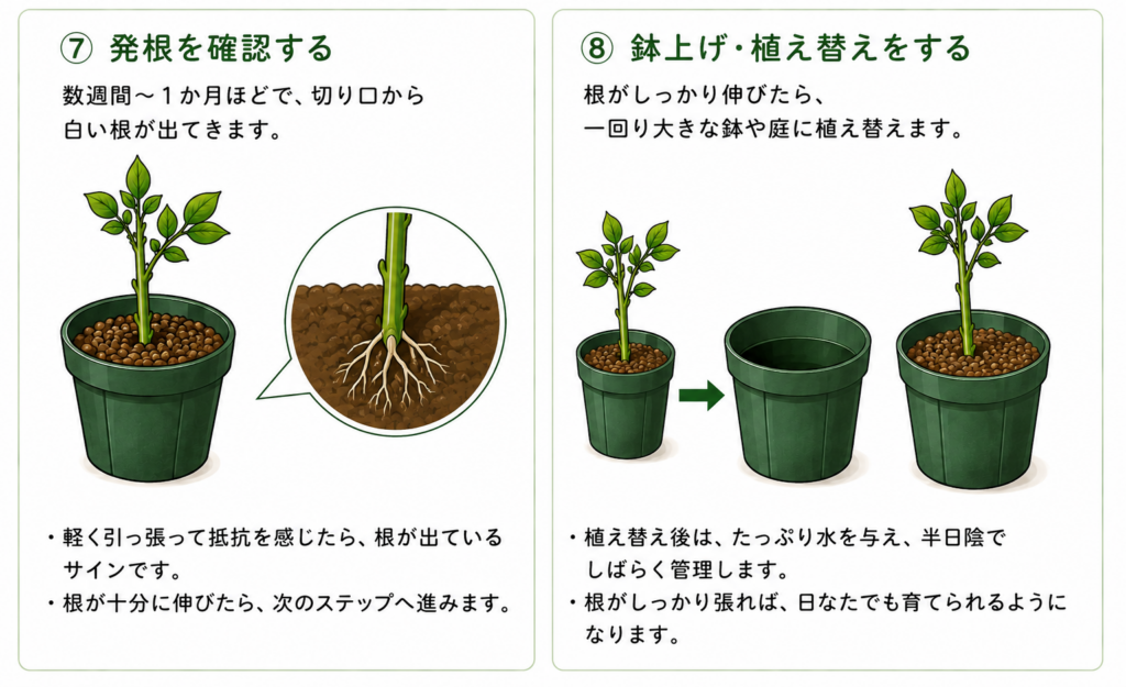 モッコウバラの挿し木のやり方