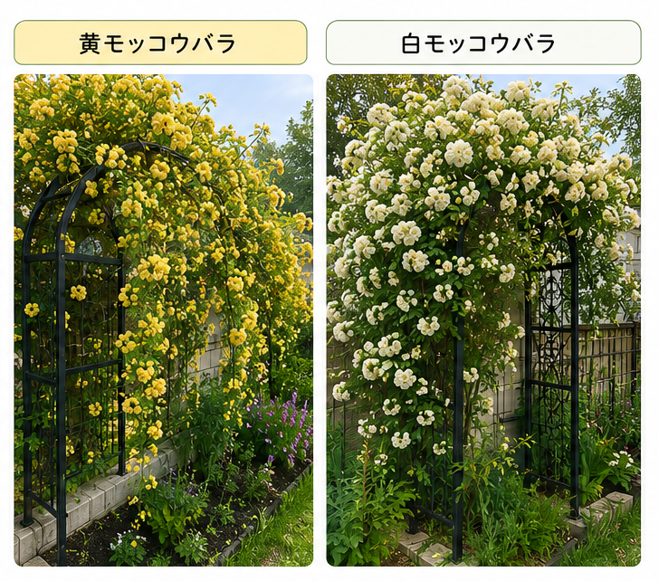 モッコウバラ　比較