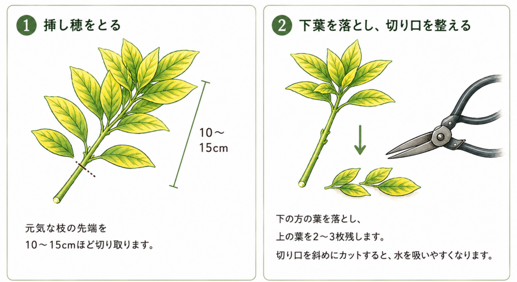 黄金マサキ　挿し木