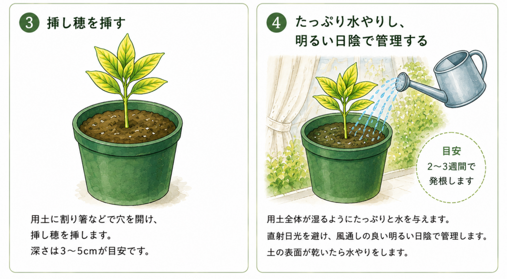 黄金マサキ　挿し木