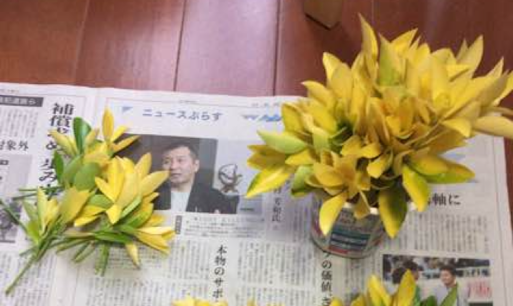 黄金マサキ　挿し穂